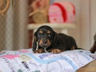 Miniature_Dachshund_5522