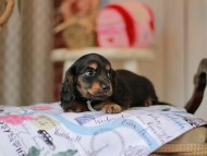 Miniature_Dachshund_5523 Miniature_Dachshund_5523