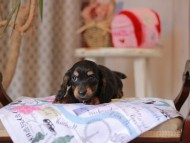 Miniature_Dachshund_5525