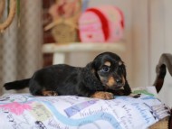 Miniature_Dachshund_5528