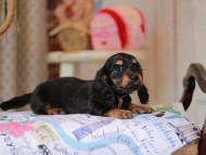 Miniature_Dachshund_5530 Miniature_Dachshund_5530