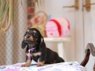 Miniature_Dachshund_5550
