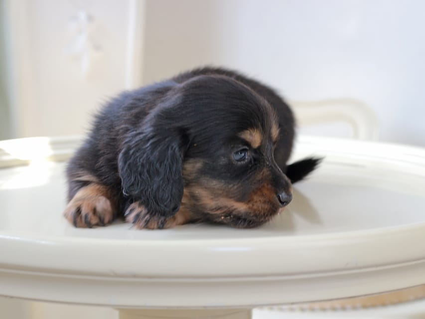 ミニチュア ダックスフンド ローリー & デンゼルの子犬 ブラッタン 男の子