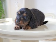 Miniature_Dachshund_6001