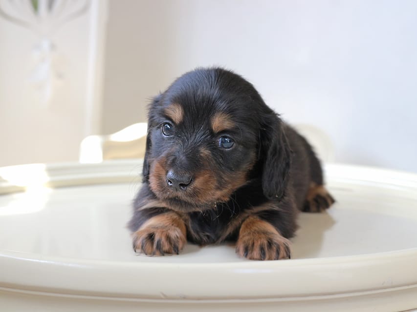 ミニチュア ダックスフンド ローリー & デンゼルの子犬 ブラッタン 男の子