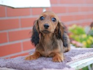 Miniature_Dachshund_6007 Miniature_Dachshund_6007