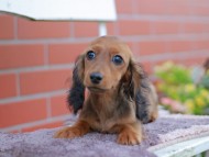 Miniature_Dachshund_6009