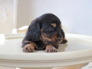 Miniature_Dachshund_6009