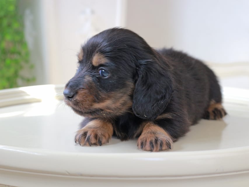 ミニチュア ダックスフンド ローリー & デンゼルの子犬 ブラッタン 男の子
