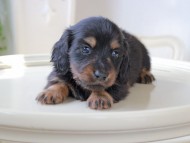 Miniature_Dachshund_6013