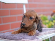 Miniature_Dachshund_6015 Miniature_Dachshund_6015