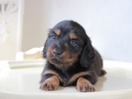 Miniature_Dachshund_6021 Miniature_Dachshund_6021