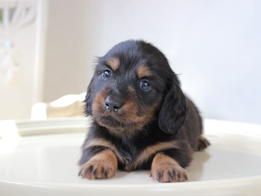 ミニチュア ダックスフンド ローリー & デンゼルの子犬 ブラッタン 男の子