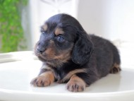 Miniature_Dachshund_6023