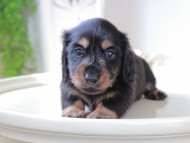 Miniature_Dachshund_6027