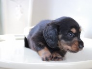 Miniature_Dachshund_6030