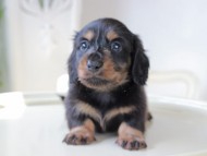 Miniature_Dachshund_6034