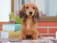 Miniature_Dachshund_6037 Miniature_Dachshund_6037