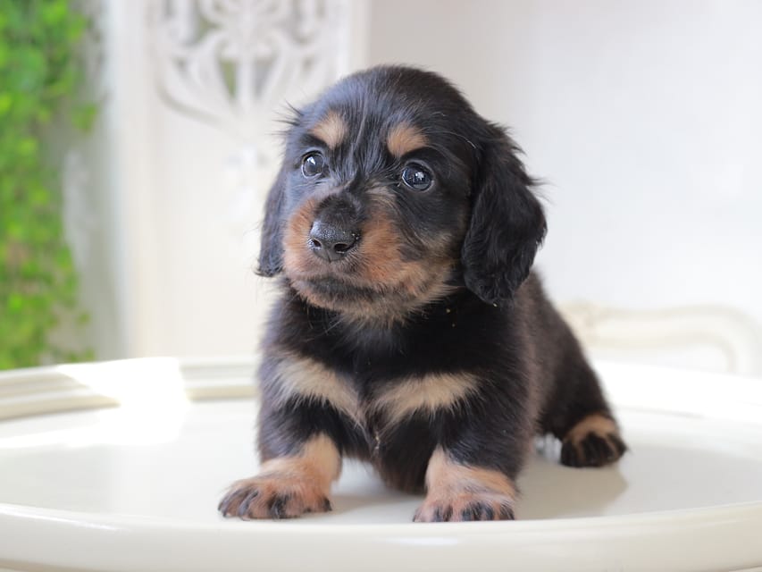 ミニチュア ダックスフンド ローリー & デンゼルの子犬 ブラッタン 女の子