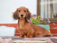 Miniature_Dachshund_6043 Miniature_Dachshund_6043