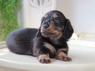 Miniature_Dachshund_6045