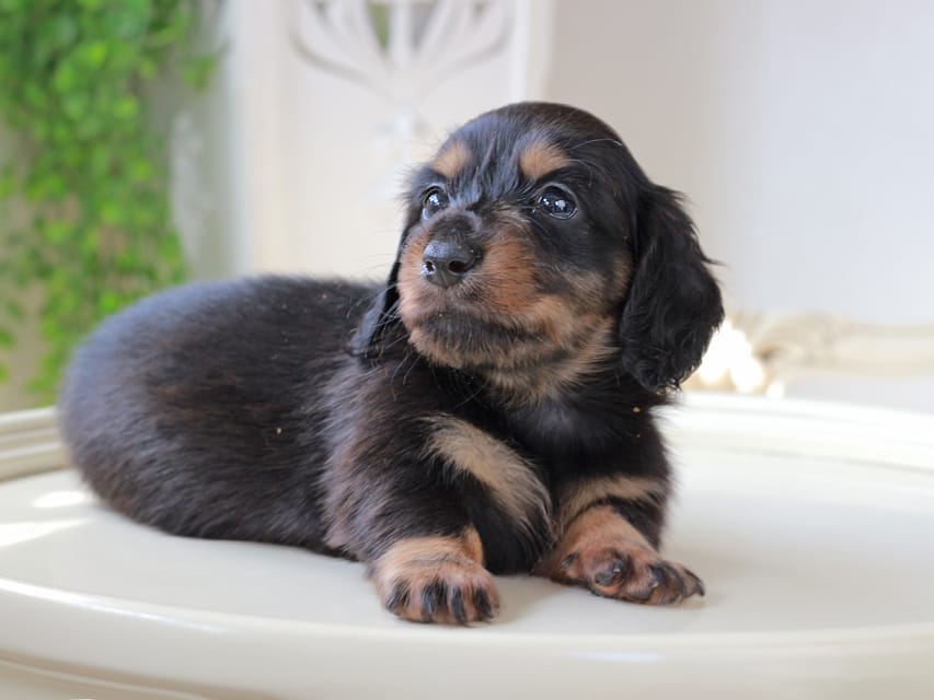 ミニチュア ダックスフンド ローリー & デンゼルの子犬 ブラッタン 女の子