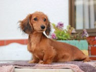 Miniature_Dachshund_6047 Miniature_Dachshund_6047