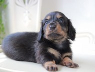 Miniature_Dachshund_6053