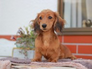 Miniature_Dachshund_6056 Miniature_Dachshund_6056