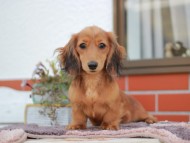 Miniature_Dachshund_6064 Miniature_Dachshund_6064