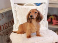 Miniature_Dachshund_6500 Miniature_Dachshund_6500