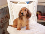Miniature_Dachshund_6509