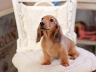 Miniature_Dachshund_6523 Miniature_Dachshund_6523