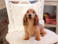 Miniature_Dachshund_6524 Miniature_Dachshund_6524