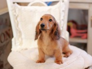 Miniature_Dachshund_6525 Miniature_Dachshund_6525