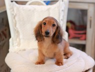 Miniature_Dachshund_6527 Miniature_Dachshund_6527