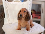 Miniature_Dachshund_6529 Miniature_Dachshund_6529