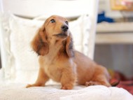 Miniature_Dachshund_6536 Miniature_Dachshund_6536