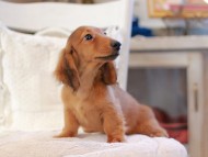 Miniature_Dachshund_6543