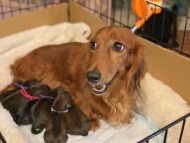 Miniature_Dachshund_7352