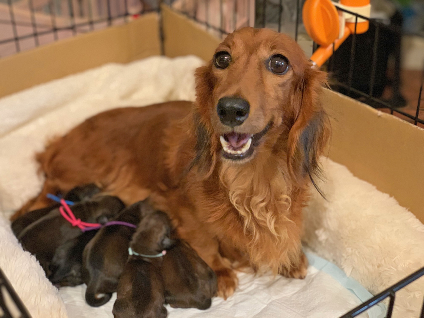 ミニチュアダックスフンド ルーシー 10月15日子犬の出産 ミニチュアダックスフンド ルーシー 10月15日子犬の出産