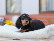 Miniature_Dachshund_7632 Miniature_Dachshund_7632