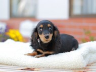 Miniature_Dachshund_7634