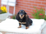 Miniature_Dachshund_7639 Miniature_Dachshund_7639
