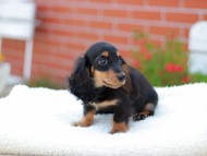 Miniature_Dachshund_7648 Miniature_Dachshund_7648