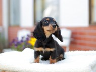 Miniature_Dachshund_7661