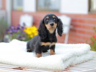 Miniature_Dachshund_7681 Miniature_Dachshund_7681
