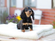 Miniature_Dachshund_7685