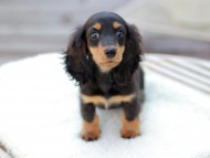 Miniature_Dachshund_7694