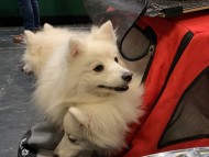 Miniature_Dachshund_7700